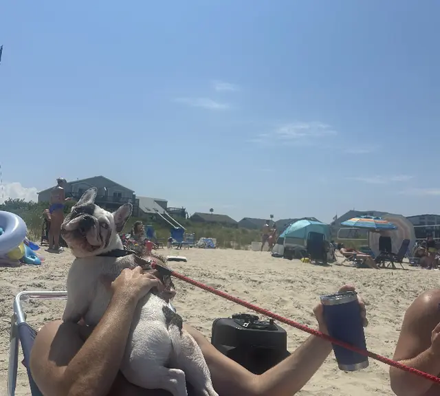 Friends relaxing on a beach day with a dog